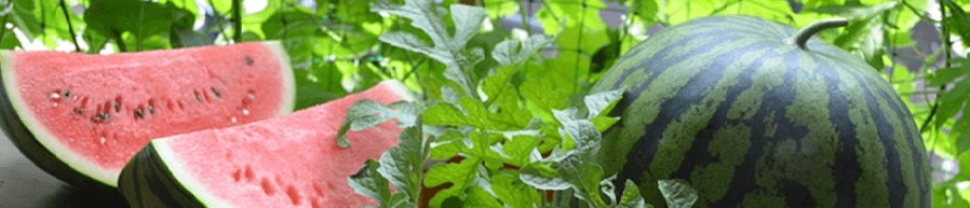 ご案内 三国中学校